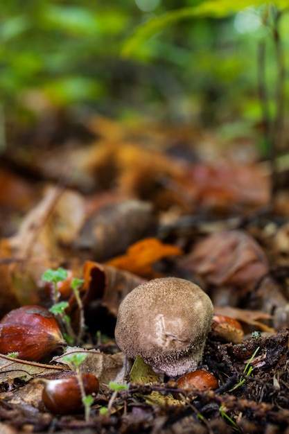 Lycoperdon perlatum. Grzyb rośnie w dnie lasu.