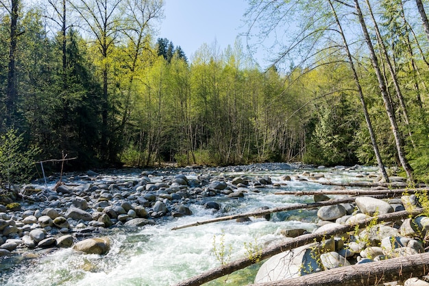 Lynn Creek w Lynn Canyon Park North Vancouver Kolumbia Brytyjska Kanada