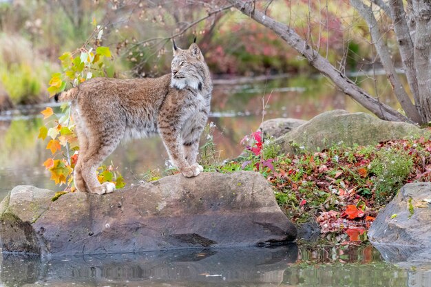 Lynx kanadyjski siedzący na głazie z wodą