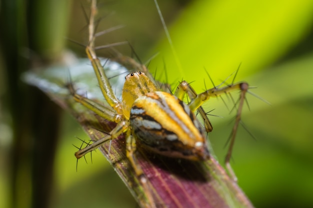 Lynx Spider (Peucetia viridans Green Lynx Alabama), Widok makro