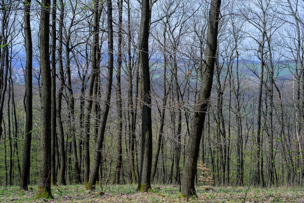 Łyse drzewa w lesie wczesną wiosną