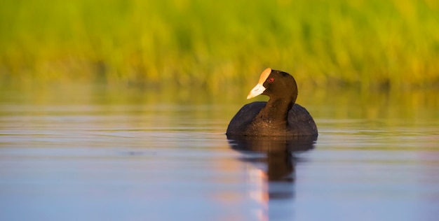 Łyska białoskrzydła w środowisku laguny pampasowej La Pampa Argentina