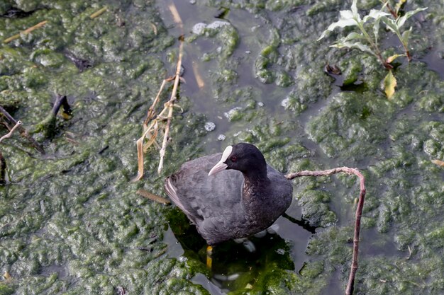 Łyska Fulica atra siedzi na zbliżeniu gałęzi nad jeziorem