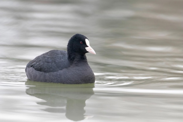 Łyska pływanie (Fulica atra) Zbliżenie Eurazjatycka łyska