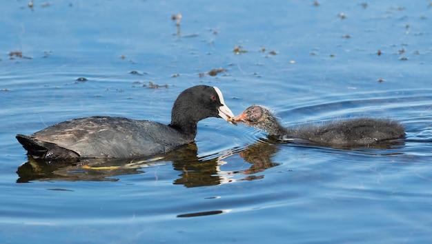 Łyska zwyczajna Fulica atra Ptak karmi swoje pisklę