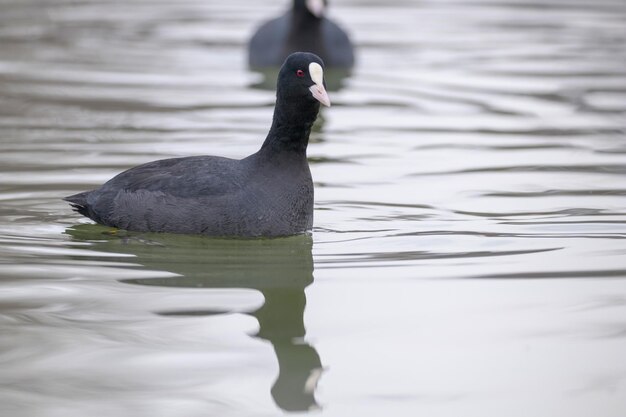 Łyski do pływania (Fulica atra) Łyska euroazjatyckie z bliska