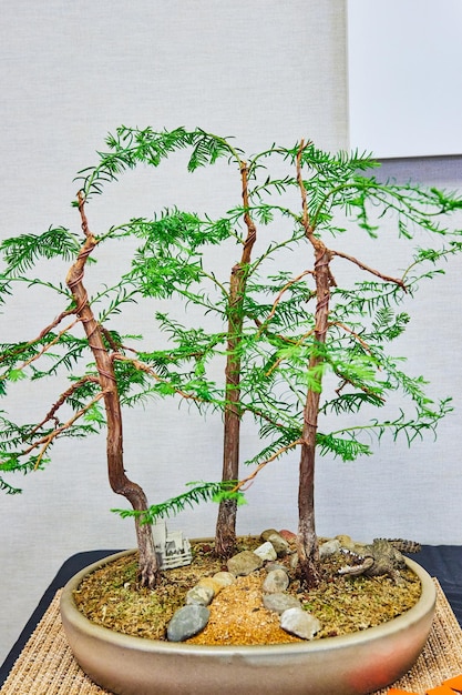 Zdjęcie Łysy cyprys bonsai w maleńkim glinianym garnku z skalną ścieżką i zabawkowym aligatorem