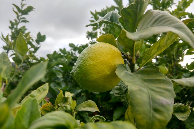 M?oda zielona cytryna ro?nie na oddzia? ?wie?e owoce Citrus lemon gardens Lemon Tree