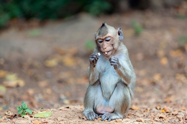 Macaca fascicularis Macaca fascicularis znany również jako makak długoogoniasty w dżungli