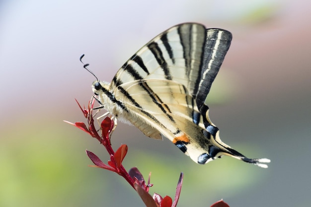 Machaon motyla jaskółczego ogona z bliska portret