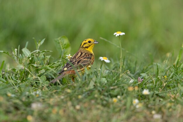 Macho z Yellowhammer w świetle późnego popołudnia