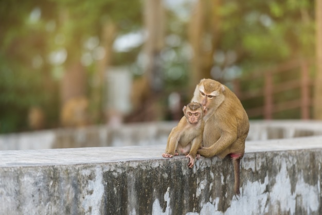 Macierzysta małpa i dziecko małpa bawić się w parku Tajlandia