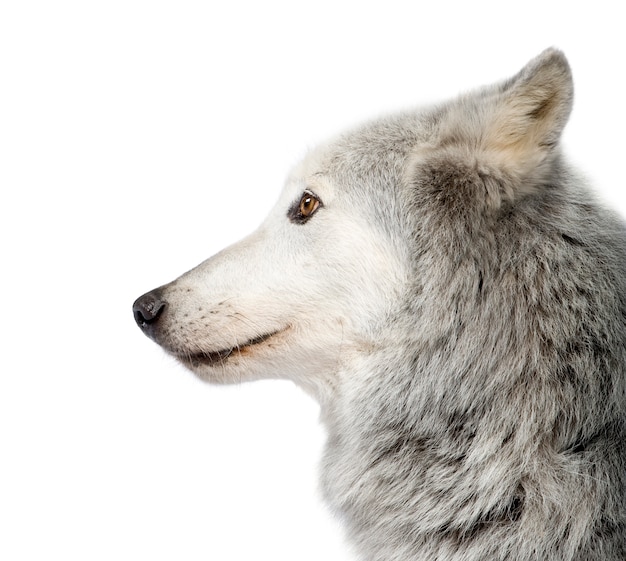 Zdjęcie mackenzie valley wolf z 8 lat. canis lupus occidentalis