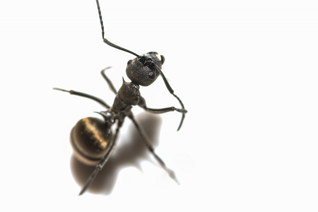 macro Ant black