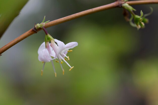 macro closeup piękna biała żółta kwitnąca Lonicera fragrantissima zima szarańcza słodki oddech wiosna styczeń gałąź kwiatu jaśminu roślina wspinaczka z liśćmi na zielonym tle ogrodu