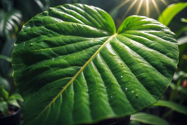 Macro LENS FLARE Piękna tekstura i wzór żywych zielonych liści Szczegółowe przedstawienie widocznych problemów z szkodnikami na plamkowych i perforowanych dużych liściach egzotycznych roślin doniczkowych w dżungli domowej