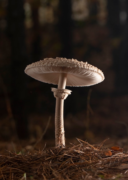 Macrolepiota excoriata dobrze oświetlona