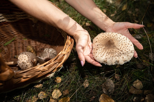 Macrolepiota procera Zbieranie grzybów w lesie