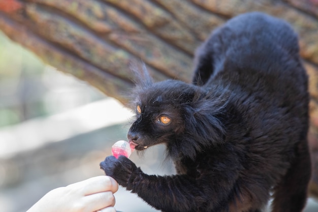 Madagaskar Czarny Lemur Jedzenie Lizaka Z Bliska.