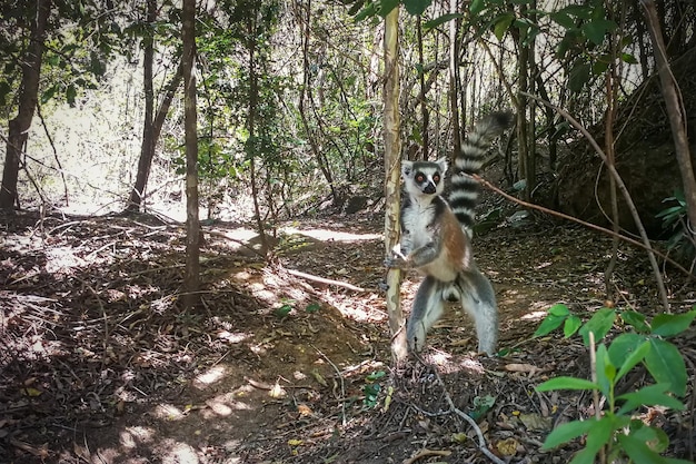 Madagaskar endemiczny paciorkowiec katta - Lemur catta - w naturalnym środowisku dżungli, stojący na dwóch nogach, trzymający cienkie drzewo. Park Narodowy Isalo.
