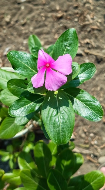 Madagaskar Periwinkle Plant z bliskiego kąta i bliskiej odległości