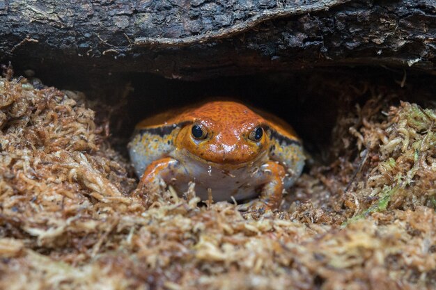 Madagaskar pomarańczowy i czerwony endemiczny portret żaby