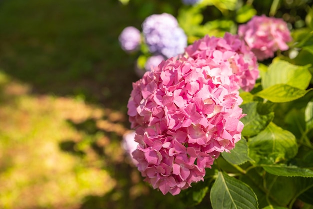 Magenta różowa hortensja macrophylla lub hortensia krzew w pełnym rozkwicie w doniczce ze świeżymi zielonymi liśćmi w tle w ogrodzie w słoneczny letni dzień