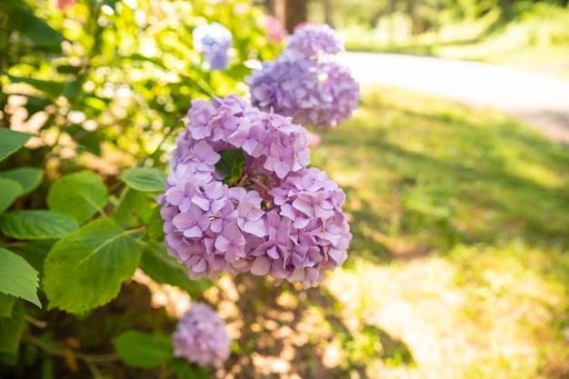 Magenta różowa hortensja macrophylla lub krzew hortensia w pełnym rozkwicie w doniczce ze świeżymi zielonymi liśćmi w tle w ogrodzie w słoneczny letni dzień