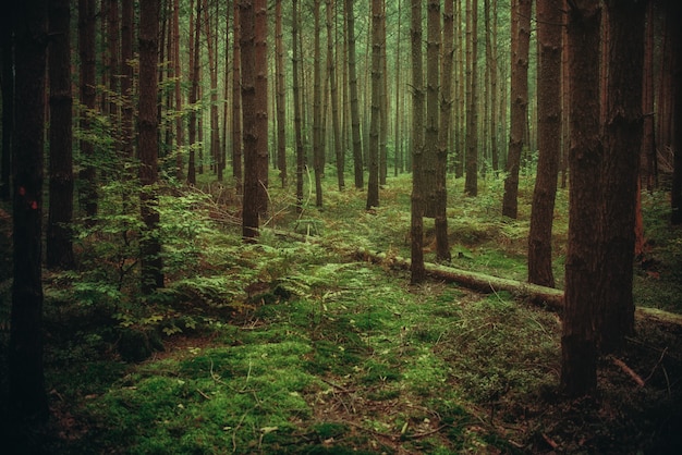 Magiczna atmosfera lasu, naturalne tło