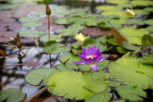 Magiczna jasna lilia wodna lub kwiat lotosu Perry's Orange Zachód słońca w stawie Nymphaea z kroplami wody odbitymi w wodzie Kwiatowy krajobraz dla natury tapety staw jest pełen zielonych liści lotosu