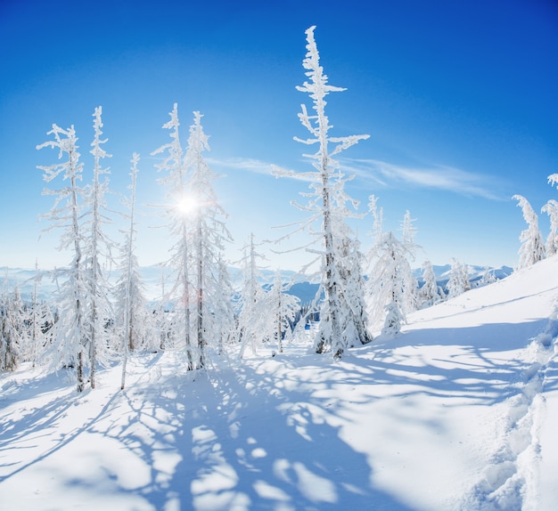 Magiczne drzewo pokryte śniegiem zimy
