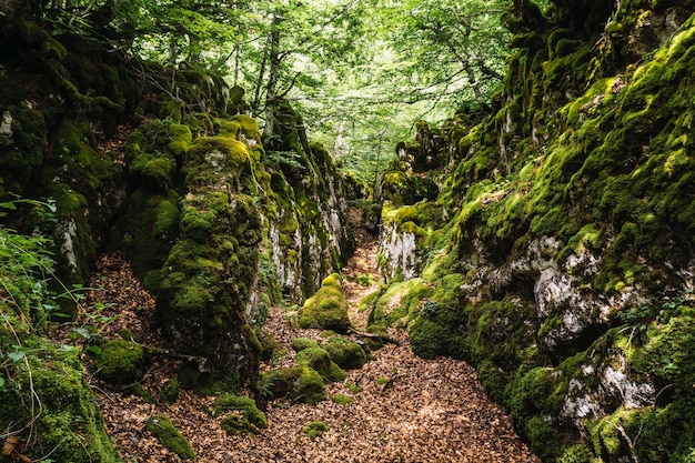 Magiczne miejsca w lesie góry Aizkorri