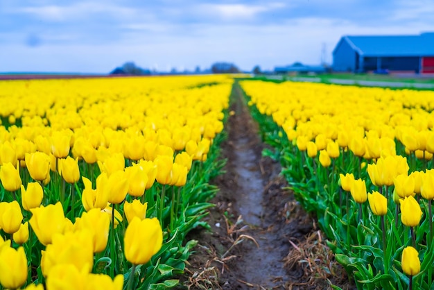 Magiczny krajobraz z fantastycznymi pięknymi polami tulipanów w Holandii na wiosennym kwitnieniu wielokolorowym