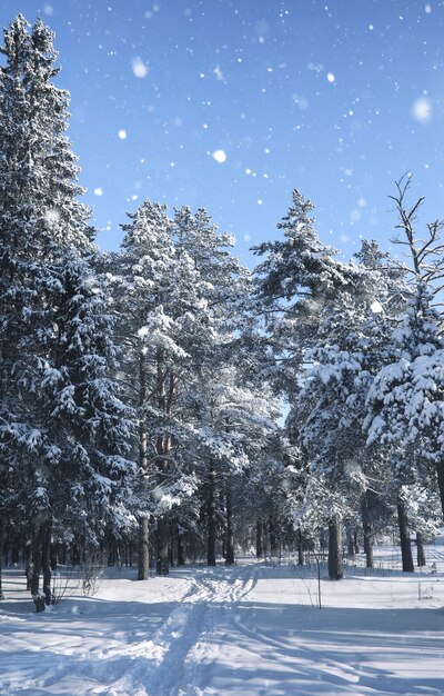 Magiczny las sosnowy w sezonie zimowym w burzy śnieżnej