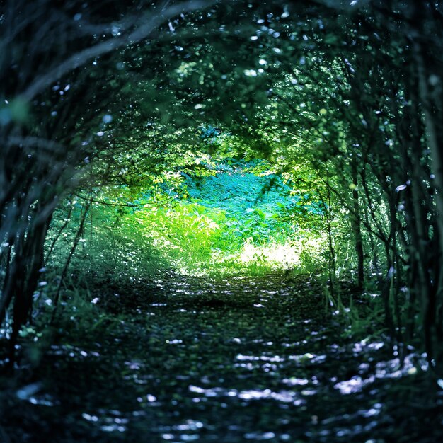 Magiczny niebieski las ze ścieżką do światła przez ciemny tunel drzew