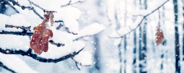 Magiczny zakątek zimowego lasu Pokryte śniegiem gałęzie dębu z zwiędłymi liśćmi zimą podczas opadów śniegu