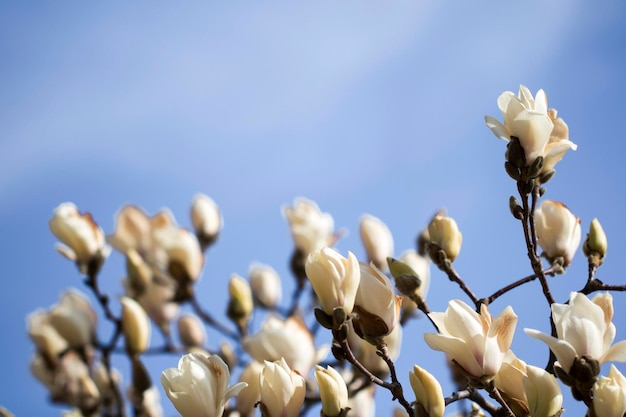 Magnolia biały kwiat drzewa kwiaty z bliska oddział