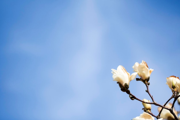 Magnolia biały kwiat drzewa kwiaty z bliska oddział