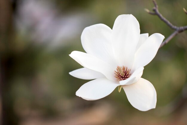 Magnolia biały kwiat drzewa kwiaty z bliska oddział