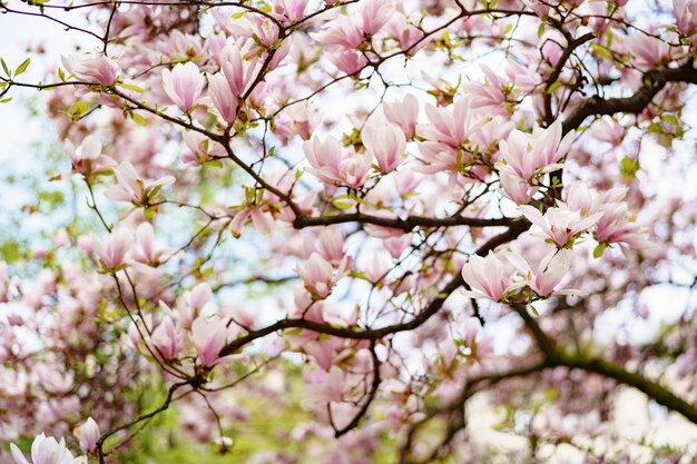 Magnolia gałęzie z różowymi kwiatami i młodymi liśćmi.