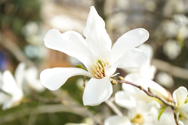 Zdjęcie magnolia kremowe kwiaty kwitnące na drzewie, naturalna powierzchnia kwiatowa.