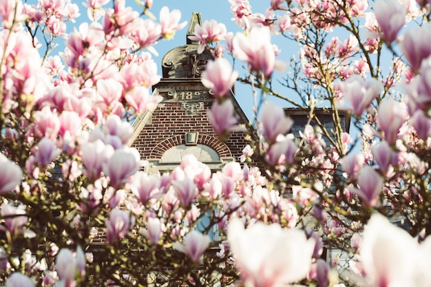 Magnolia kwiaty pełne rozkwitu