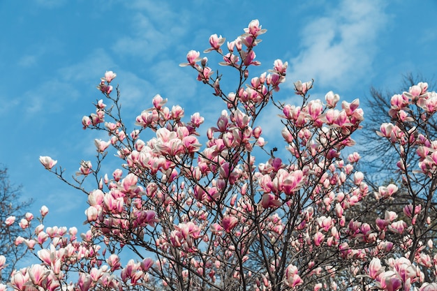 Magnolia kwitnie wiosną