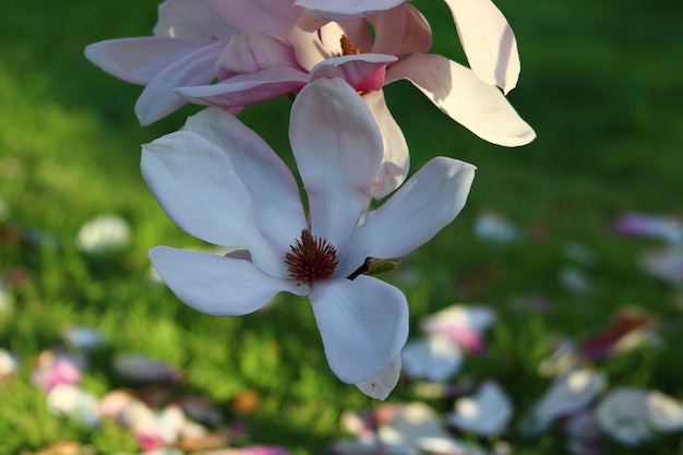 Magnolia liliiflora to małe drzewo pochodzące z południowo-zachodnich Chin i Japonii