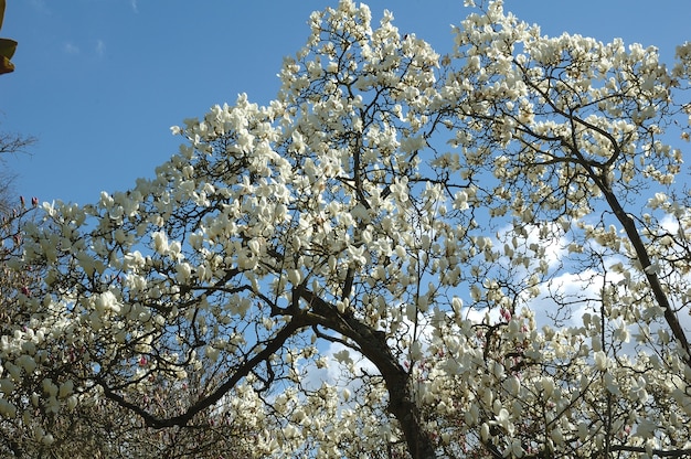 Magnolia na błękitnym niebie