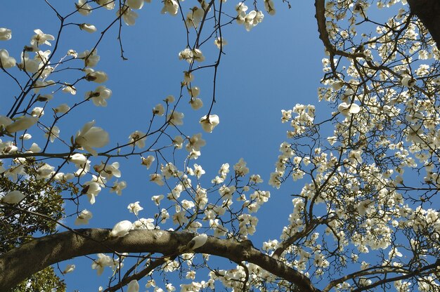 Magnolia Na Błękitnym Niebie