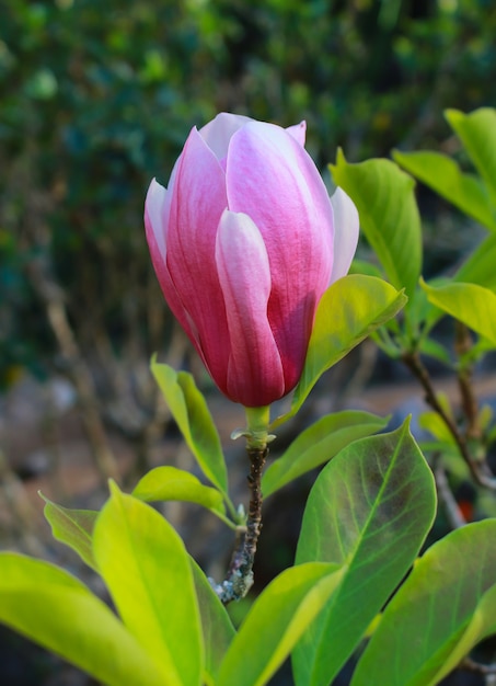 Magnolia Piękne kwiaty.