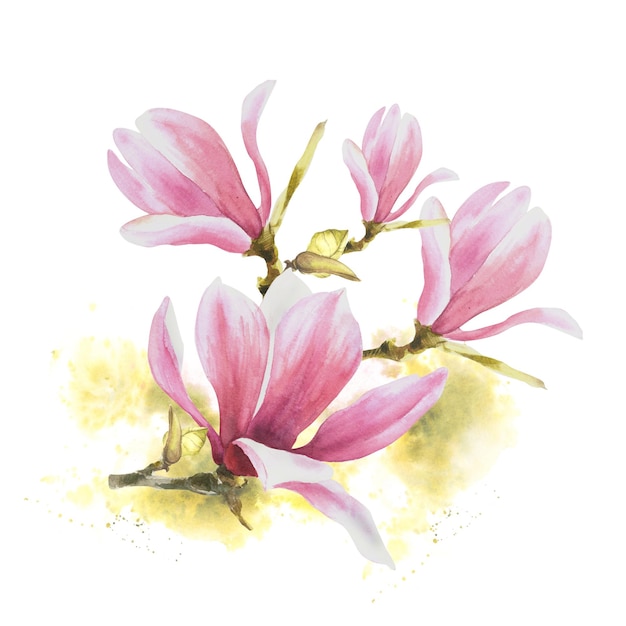 Magnolia różowa gałąź kwiatowa akwarela ręcznie narysowana ilustracja izolowana na białym tle z
