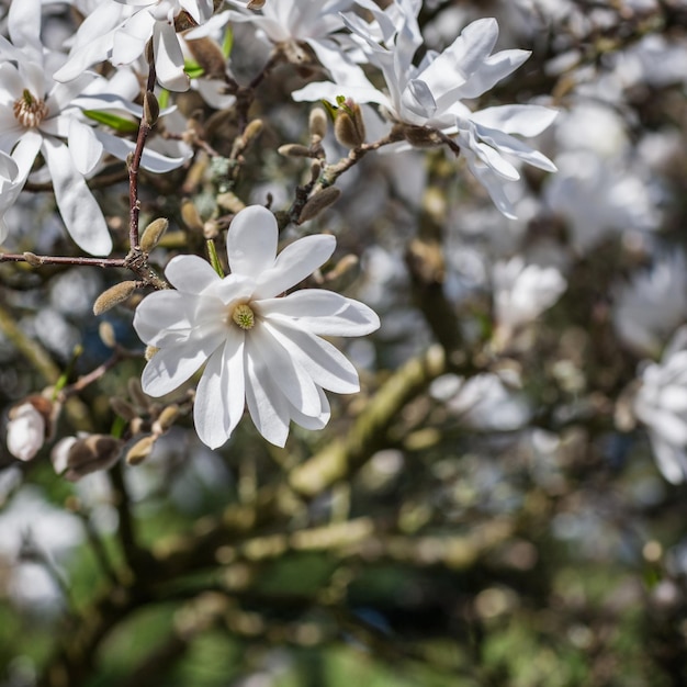 Magnolia stellata kwitnie wczesną wiosną