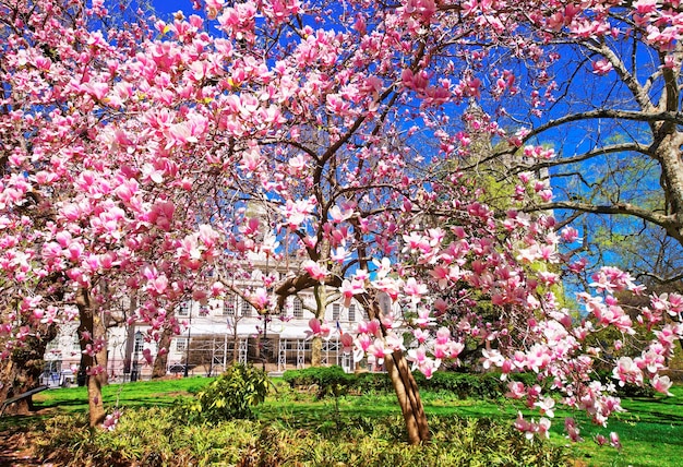 Magnolia Tree Blossom w City Hall Park na Dolnym Manhattanie, Nowy Jork, USA. Ratusz w tle.